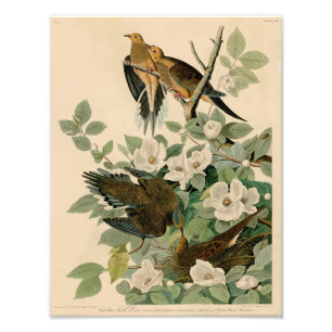 Vintage-Audubon-Illustration Carolina-Turteltaube Fotodruck
