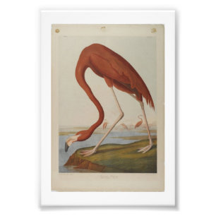 Vintage-Audubon-Illustration Flamingo Fotodruck