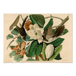 Vintage-Audubon-Illustration Schwarzer Schnabelkuc Fotodruck