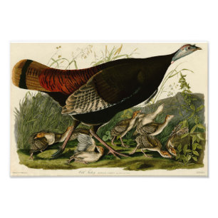 Vintage-Audubon-Illustration Wilde Truthahn Fotodruck