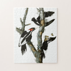 Vintage Audubon-Ivory-Schnabelspecht Puzzle