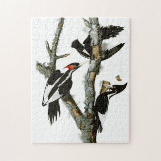 Vintage Audubon-Ivory-Schnabelspecht Puzzle