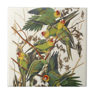 Vintage-Audubon-Karolina-Sittich-Vogelkunst Fliese