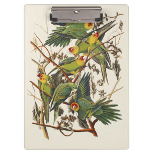 Vintage-Audubon-Karolina-Sittich-Vogelkunst Klemmbrett