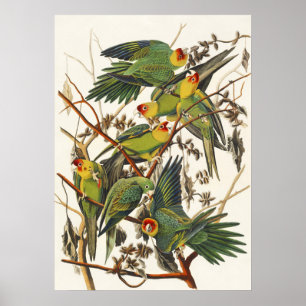 Vintage-Audubon-Karolina-Sittich-Vogelkunst Poster