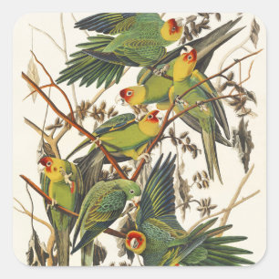 Vintage-Audubon-Karolina-Sittich-Vogelkunst Quadratischer Aufkleber