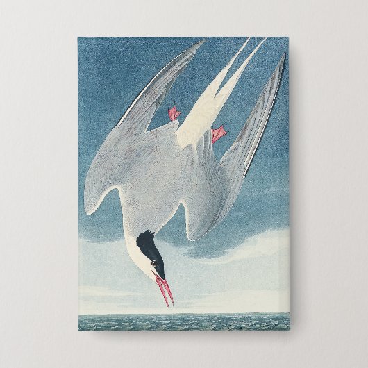 Vintage Audubon Küstenmöwe - Küstenvogel-Kunst Button (Vorderseite)