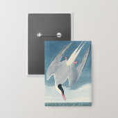 Vintage Audubon Küstenmöwe - Küstenvogel-Kunst Button (Vorderseite/Rückseite)