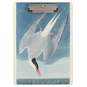 Vintage Audubon Küstenseeschwalbe Küsten-Vogelkuns Klemmbrett