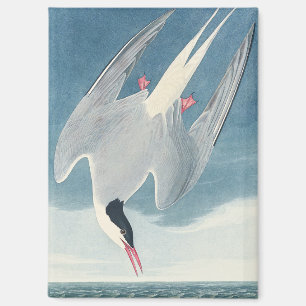 Vintage-Audubon-Küstenvogel-Kunst der Arktischen S Magnet