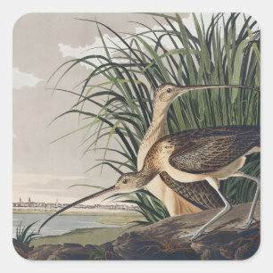Vintage-Audubon-Langschnabel-Brachvogel-Kunst Quadratischer Aufkleber