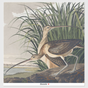 Vintage Audubon Long-billed Curlew Vogelkunst Aufkleber