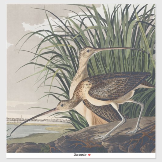 Vintage Audubon Long-billed Curlew Vogelkunst Aufkleber (Blatt)