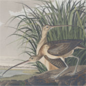 Vintage Audubon Long-billed Curlew Vogelkunst Aufkleber (Vorderseite)