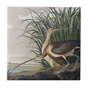 Vintage Audubon Long-billed Curlew Vogelkunst Fliese