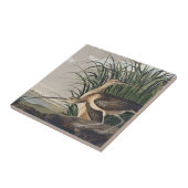 Vintage Audubon Long-billed Curlew Vogelkunst Fliese (Seite)