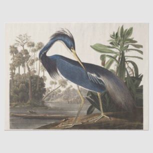 Vintage Audubon Louisiana Reiher Vogel Kunst Seidenpapier
