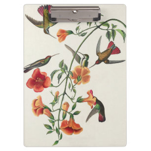 Vintage Audubon Mango Kolibris Blumen Klemmbrett