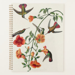Vintage Audubon Mango Kolibris Blumen Planer