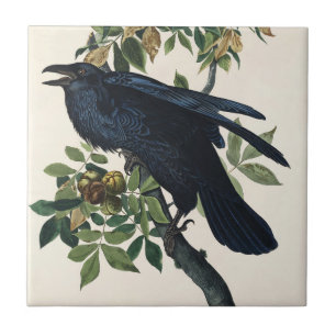 Vintage Audubon-Raben-Vogel-Naturkunst Fliese