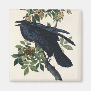 Vintage-Audubon-Raben-Vogel-Naturkunst Magnet