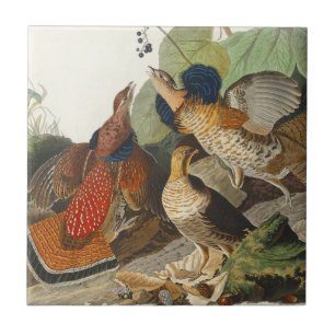 Vintage-Audubon-Raufußhuhn-Vogel-Naturkunst Fliese