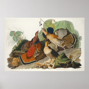 Vintage-Audubon-Raufußhuhn-Vogel-Naturkunst Poster