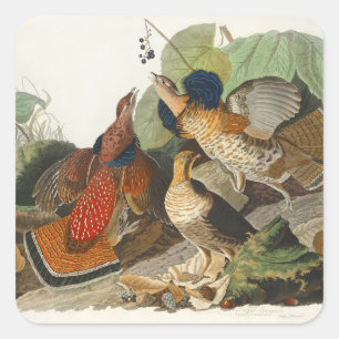 Vintage-Audubon-Raufußhuhn-Vogel-Naturkunst Quadratischer Aufkleber
