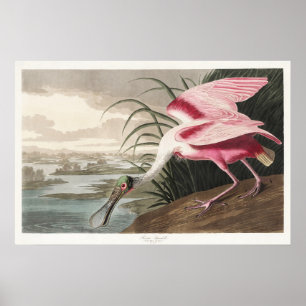 Vintage Audubon-Rosa Löffler-Vogelkunst Poster