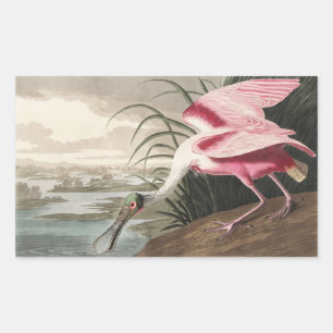 Vintage Audubon-Rosa-Löffler-Vogelkunst Rechteckiger Aufkleber