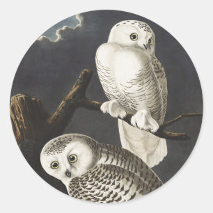 Vintage-Audubon-Schnee-Eulen-Nachtvogel-Kunst Runder Aufkleber