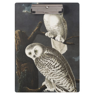 Vintage Audubon Schneeeule Nachtvogel-Kunst Klemmbrett