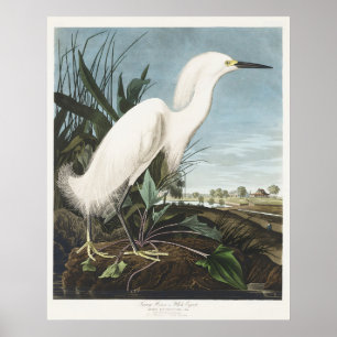 Vintage-Audubon-Schneereiher-Weißer-Reiher-Vogel-K Poster