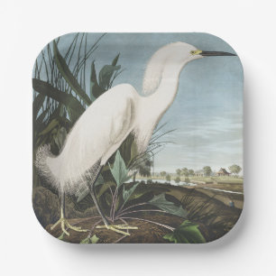 Vintage Audubon Schneereiher Weißer Silberreiher V Pappteller
