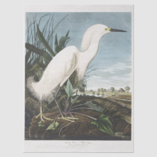 Vintage Audubon Schneereiher Weißer Silberreiher V Seidenpapier