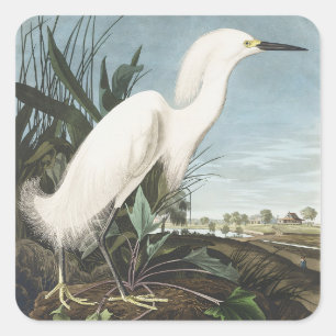 Vintage-Audubon-Schneereihervogel-Kunst Quadratischer Aufkleber