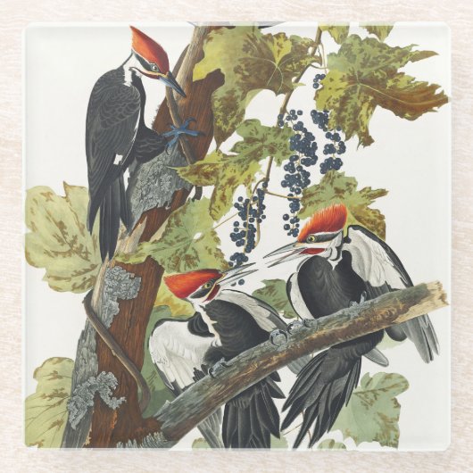 Vintage-Audubon-Specht-Vogelkunst Glasuntersetzer (Vorderseite)