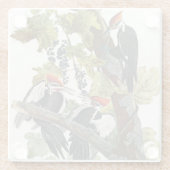 Vintage-Audubon-Specht-Vogelkunst Glasuntersetzer (Rückseite)