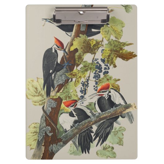 Vintage Audubon-Specht-Vogelkunst Klemmbrett (Vorderseite)