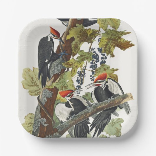Vintage-Audubon-Specht-Vogelkunst Pappteller (Vorderseite)
