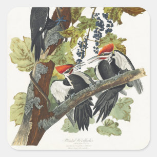 Vintage Audubon-Specht-Vogelkunst Quadratischer Aufkleber