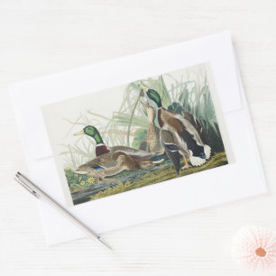 Vintage-Audubon-Stockente-Wildlife-Kunst Rechteckiger Aufkleber