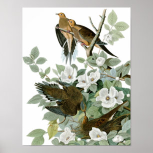 Vintage-Audubon-Trauer-Taubenposter-Druck Poster