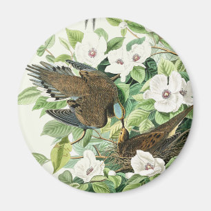 Vintage Audubon Trauertaube Vogel Blumen Kunst Magnet