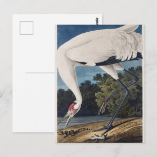 Vintage Audubon Trompeten-Kranich Vogel Natur Kuns Postkarte