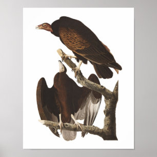 Vintage-Audubon-Truthahngeier-Poster-Druck Poster