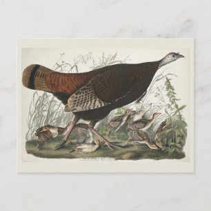Vintage Audubon Truthuhn-Henne & Jungtiere Kunst Postkarte