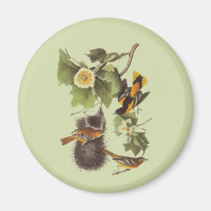 Vintage Audubon Vögel Troupial Oriole Magnet