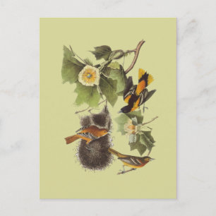 Vintage-Audubon-Vögel-Troupial-Pirol-Postkarte Postkarte
