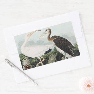 Vintage Audubon Weißer Ibis Vogel Natur Kunst Rechteckiger Aufkleber